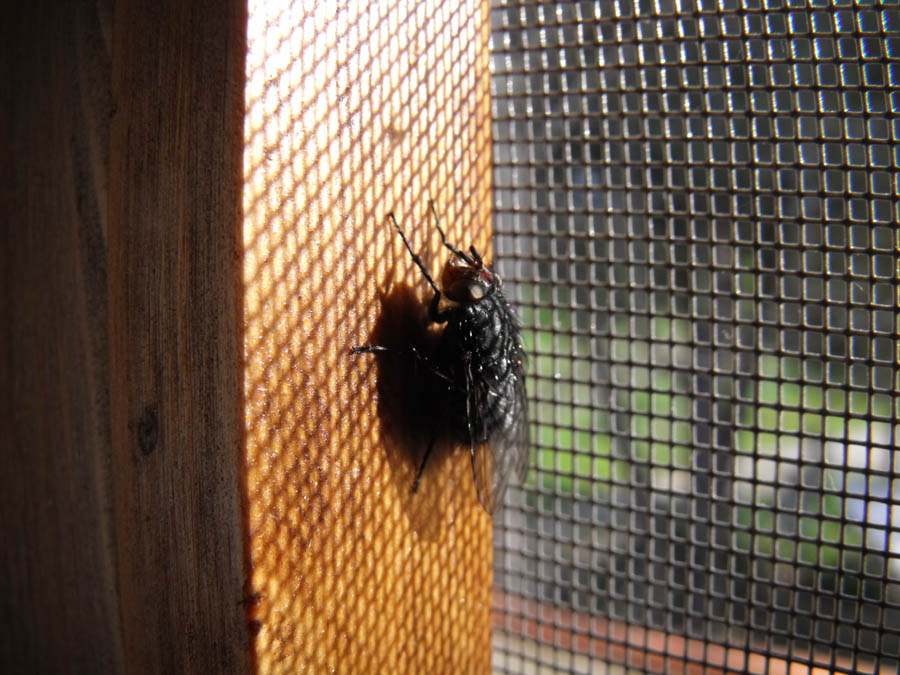 Calliphora (?) controluce